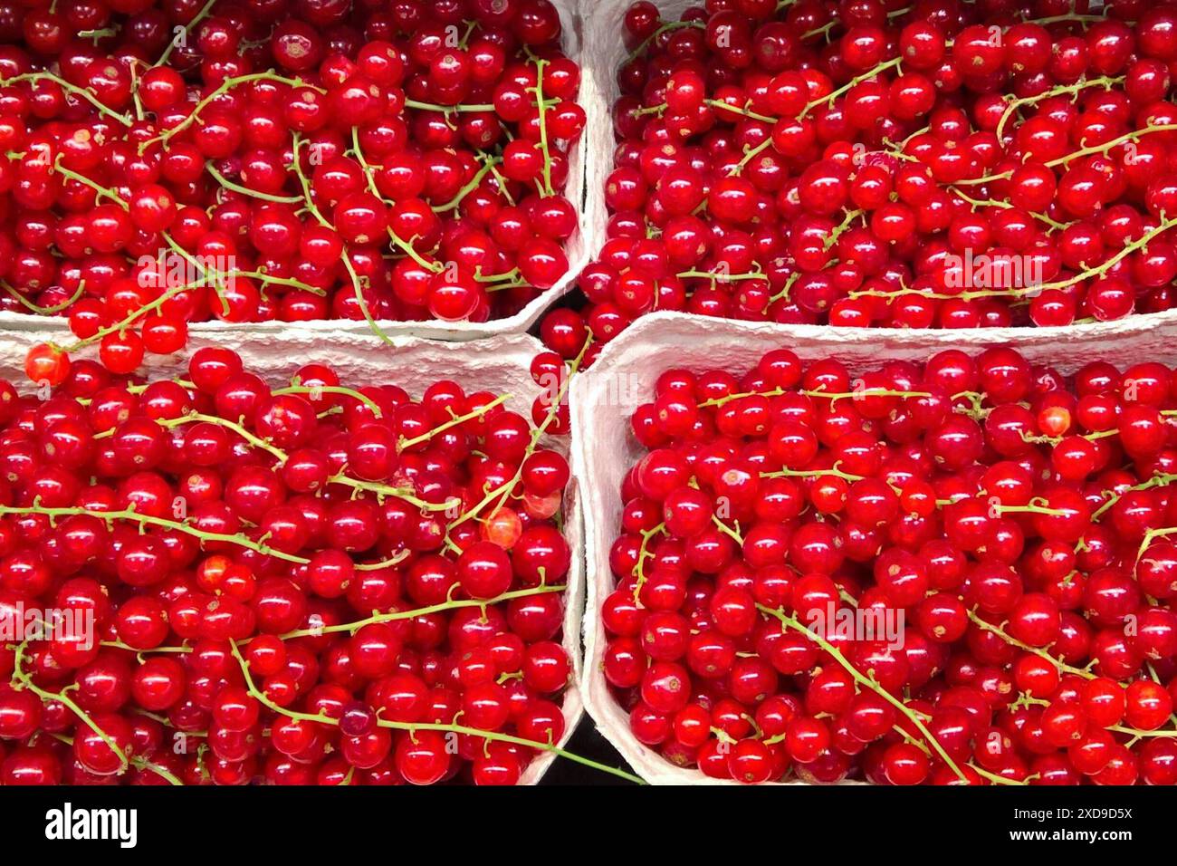 Obst, Johannisbeeren, Ursprungsland Deutschland - beim Discounter. Sie gehören zur Familie der Stachelbeergewächse bzw Grossulariaceae. Sie umfassen die im Deutschen als Johannisbeere bzw. Ribisel und Stachelbeere bezeichneten Arten. Einige Arten und ihre Sorten werden als Beerenobst, andere als Zierpflanzen genutzt *** Obst, Johannisbeeren, Herkunftsland Deutschland in Discountgeschäften gehören sie zur Familie der Stachelbeeren oder Grossulariaceae. dazu gehören auch die Arten Johannisbeere oder Ribisel und Stachelbeere. einige Arten und ihre Sorten werden als weiche Früchte, andere als Ornamenta verwendet Stockfoto