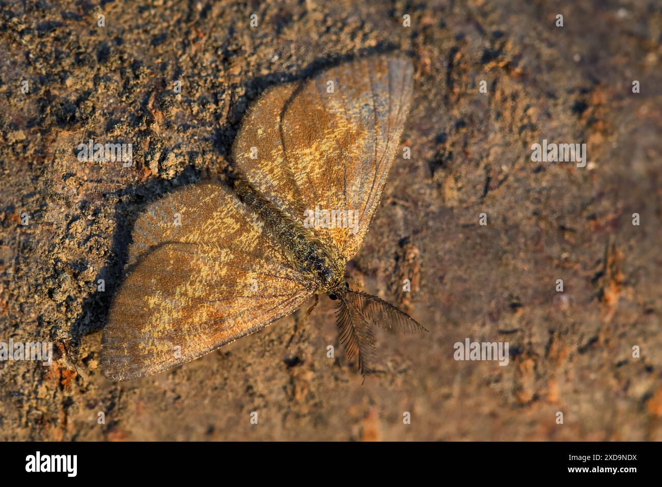 Gewöhnliche Heidemotte - Ematurga atomaria, gewöhnliche braune Motte aus europäischen Wiesen und Grasland, Weiße Kaprathen, Tschechische Republik. Stockfoto