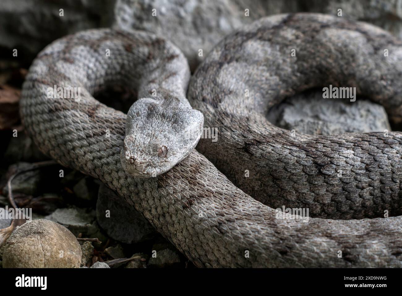 Erwachsenes Weibchen von Vipera ammodytes, allgemein bekannt als Hörnchenviper, Langnasenviper, Nasenhornviper und Sandviper. Stockfoto