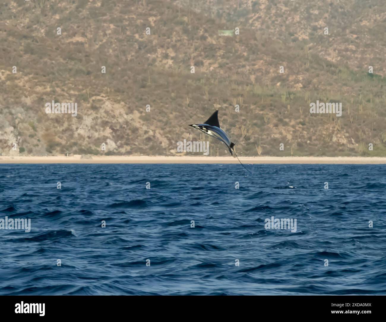 Munk's Devil Rochen auch bekannt als Mobula Rochen (Mobula munkiana) in Baja California Sur, Mexiko Stockfoto