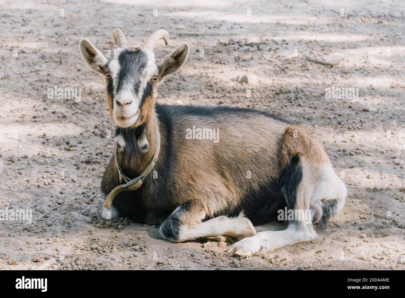 Entspannte Alpenziege, die auf dem Boden liegen Stockfoto