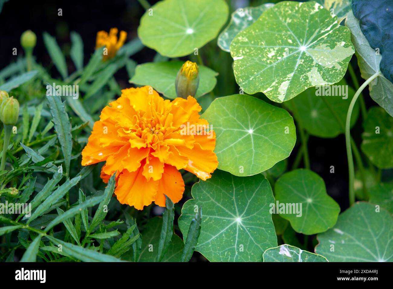 OrangenRingelblumen, auch bekannt als Tagetes, werden mit Kapuzinerkresse kombiniert und sind eine ausgezeichnete Begleitpflanze, um Tomaten schadstofffrei zu halten. Stockfoto