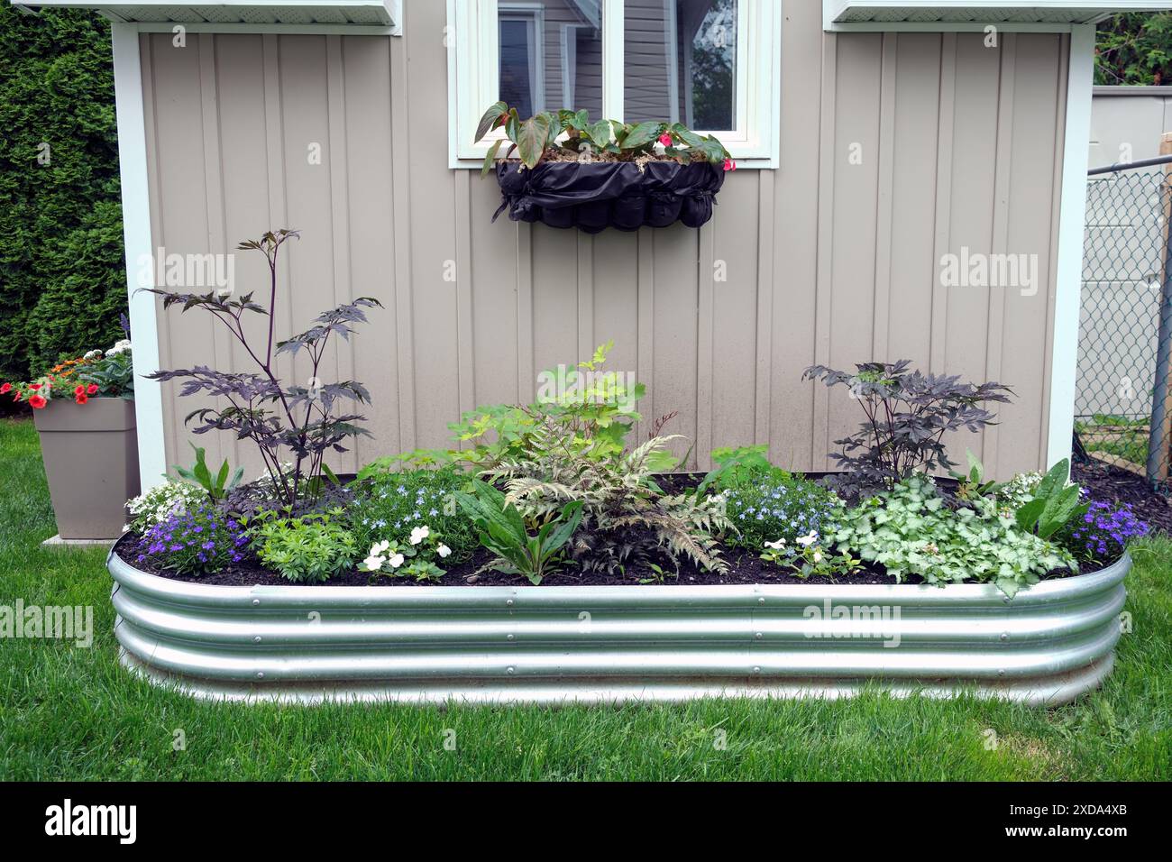 Ein verzinktes Hochgartenbeet wird als tragbarer Garten für Mieteinheiten und Mieter sowie für Standorte mit schlechtem Boden verwendet. Stockfoto