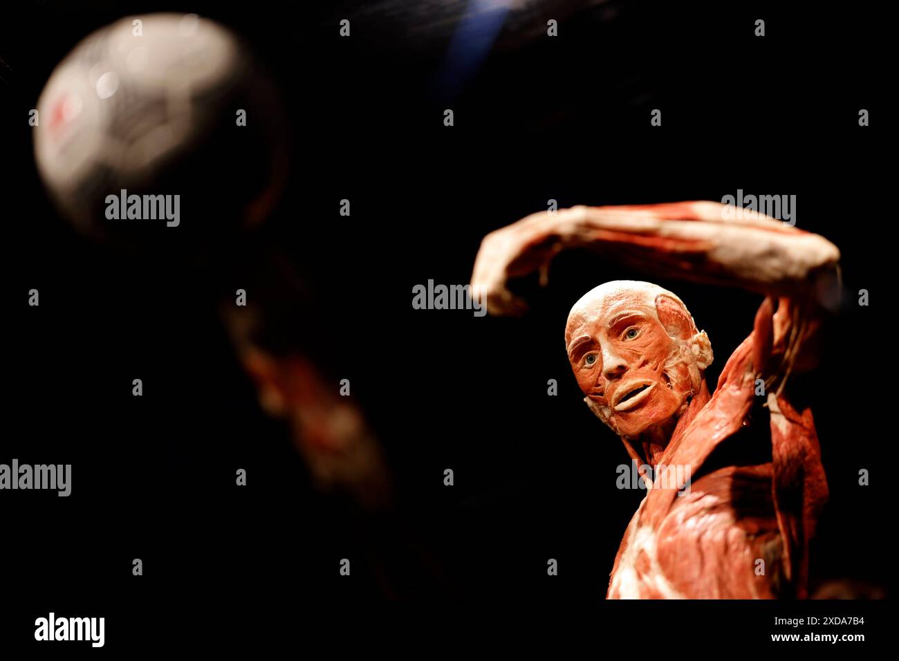 Impression aus der Anatomie-Ausstellung KÖRPERWELTEN & der Zyklus des Lebens von Wissenschaftler Dr. Gunther von Hagens und Kuratorin Dr. Angelina Whalley in der Oskar-Jäger-Straße 99. Achtung: Zugelassen für rein redaktionelle Nutzung. Keine Nutzung der Bilder als Buchillustrationen, Werbemaßnahmen oder in anderen nicht-journalistischen Formaten Köln, 21.06.2024 NRW Deutschland *** Eindruck aus der Anatomieausstellung KÖRPERWELTEN der Zyklus des Lebens von Wissenschaftlerin Dr. Gunther von Hagens und Kuratorin Dr. Angelina Whalley in der Oskar Jäger Straße 99 Aufmerksamkeit nur zur redaktionellen Verwendung zugelassen keine Verwendung o Stockfoto