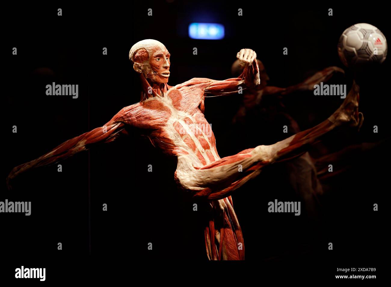 Impression aus der Anatomie-Ausstellung KÖRPERWELTEN & der Zyklus des Lebens von Wissenschaftler Dr. Gunther von Hagens und Kuratorin Dr. Angelina Whalley in der Oskar-Jäger-Straße 99. Achtung: Zugelassen für rein redaktionelle Nutzung. Keine Nutzung der Bilder als Buchillustrationen, Werbemaßnahmen oder in anderen nicht-journalistischen Formaten Köln, 21.06.2024 NRW Deutschland *** Eindruck aus der Anatomieausstellung KÖRPERWELTEN der Zyklus des Lebens von Wissenschaftlerin Dr. Gunther von Hagens und Kuratorin Dr. Angelina Whalley in der Oskar Jäger Straße 99 Aufmerksamkeit nur zur redaktionellen Verwendung zugelassen keine Verwendung o Stockfoto