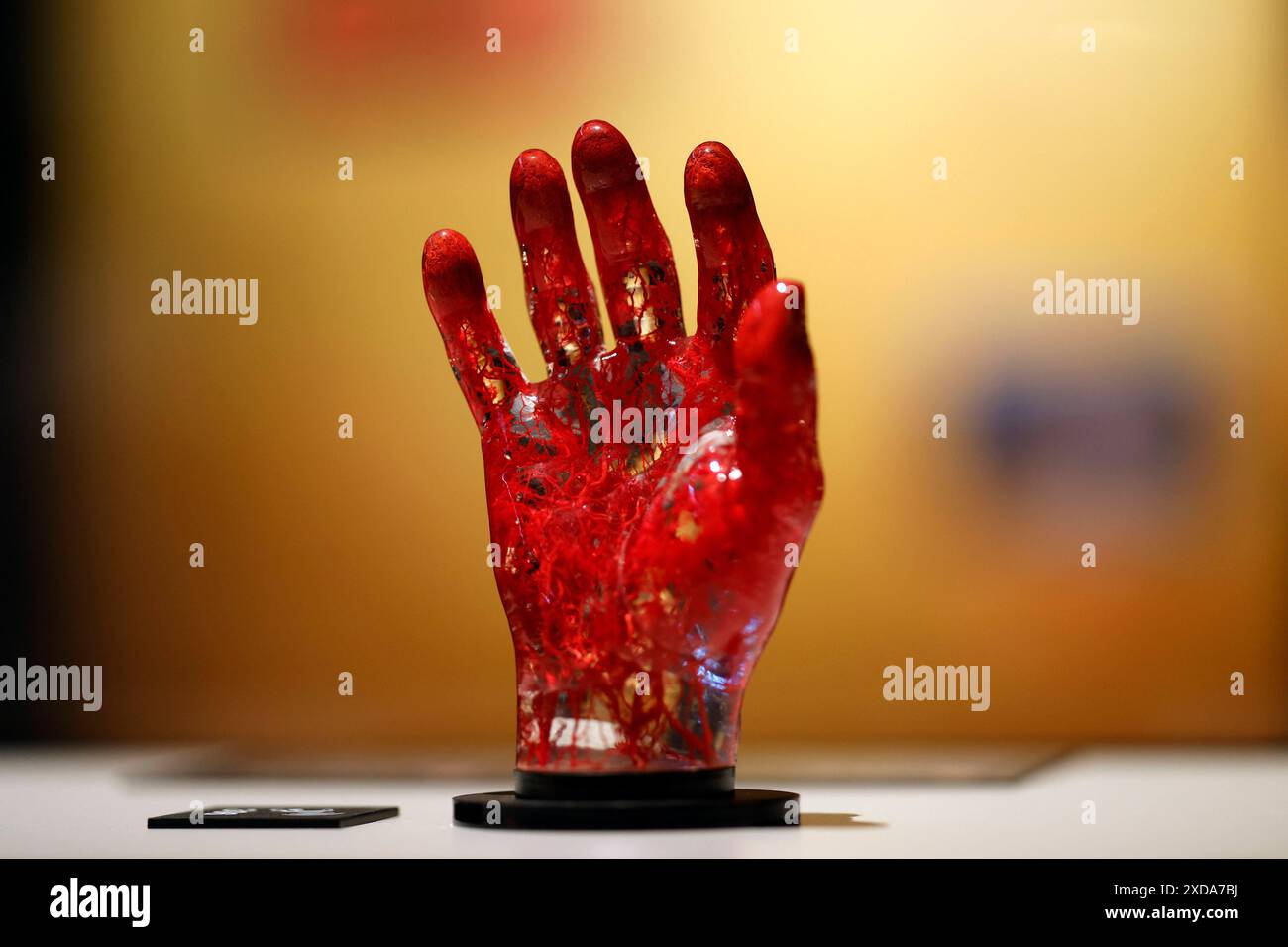 Impression aus der Anatomie-Ausstellung KÖRPERWELTEN & der Zyklus des Lebens von Wissenschaftler Dr. Gunther von Hagens und Kuratorin Dr. Angelina Whalley in der Oskar-Jäger-Straße 99. Achtung: Zugelassen für rein redaktionelle Nutzung. Keine Nutzung der Bilder als Buchillustrationen, Werbemaßnahmen oder in anderen nicht-journalistischen Formaten Köln, 21.06.2024 NRW Deutschland *** Eindruck aus der Anatomieausstellung KÖRPERWELTEN der Zyklus des Lebens von Wissenschaftlerin Dr. Gunther von Hagens und Kuratorin Dr. Angelina Whalley in der Oskar Jäger Straße 99 Aufmerksamkeit nur zur redaktionellen Verwendung zugelassen keine Verwendung o Stockfoto