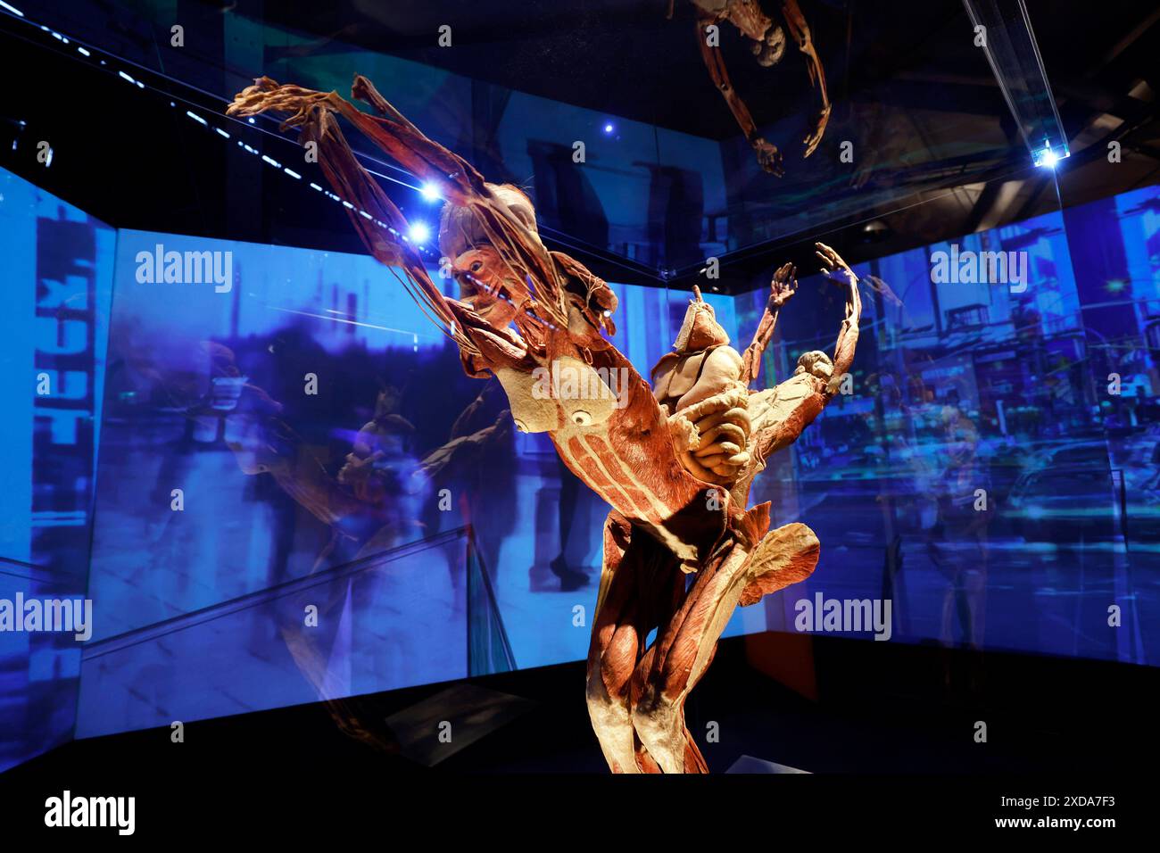 Impression aus der Anatomie-Ausstellung KÖRPERWELTEN & der Zyklus des Lebens von Wissenschaftler Dr. Gunther von Hagens und Kuratorin Dr. Angelina Whalley in der Oskar-Jäger-Straße 99. Achtung: Zugelassen für rein redaktionelle Nutzung. Keine Nutzung der Bilder als Buchillustrationen, Werbemaßnahmen oder in anderen nicht-journalistischen Formaten Köln, 21.06.2024 NRW Deutschland *** Eindruck aus der Anatomieausstellung KÖRPERWELTEN der Zyklus des Lebens von Wissenschaftlerin Dr. Gunther von Hagens und Kuratorin Dr. Angelina Whalley in der Oskar Jäger Straße 99 Aufmerksamkeit nur zur redaktionellen Verwendung zugelassen keine Verwendung o Stockfoto