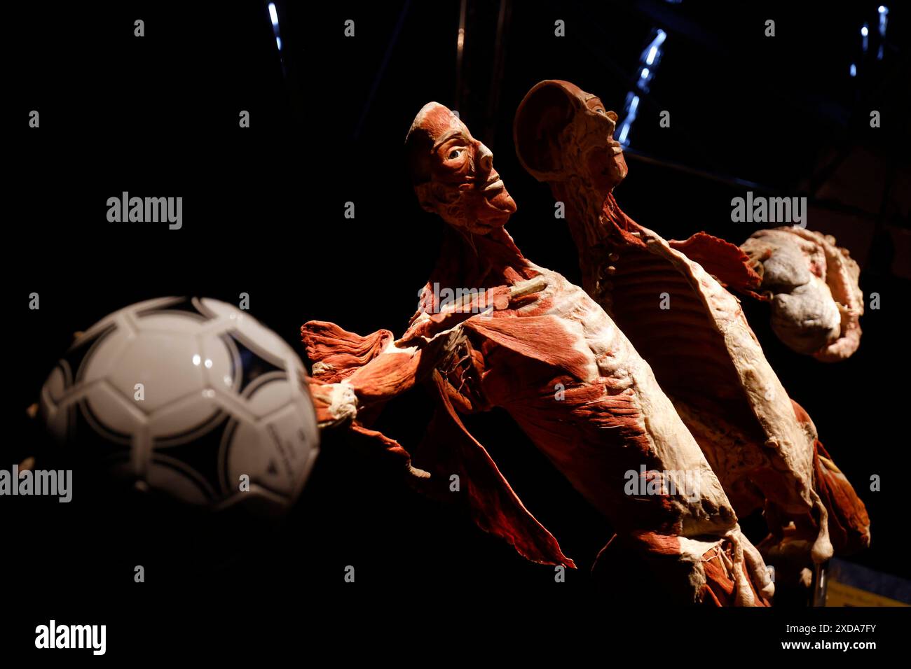 Impression aus der Anatomie-Ausstellung KÖRPERWELTEN & der Zyklus des Lebens von Wissenschaftler Dr. Gunther von Hagens und Kuratorin Dr. Angelina Whalley in der Oskar-Jäger-Straße 99. Achtung: Zugelassen für rein redaktionelle Nutzung. Keine Nutzung der Bilder als Buchillustrationen, Werbemaßnahmen oder in anderen nicht-journalistischen Formaten Köln, 21.06.2024 NRW Deutschland *** Eindruck aus der Anatomieausstellung KÖRPERWELTEN der Zyklus des Lebens von Wissenschaftlerin Dr. Gunther von Hagens und Kuratorin Dr. Angelina Whalley in der Oskar Jäger Straße 99 Aufmerksamkeit nur zur redaktionellen Verwendung zugelassen keine Verwendung o Stockfoto