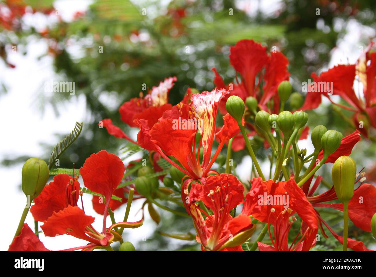 Gulmohar oder Royal poinciana (Delonix regia) Baum in Blüte : (Bild Sanjiv Shukla) Stockfoto