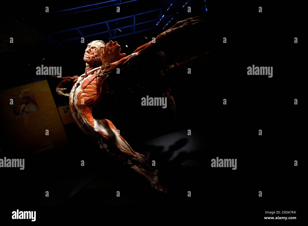 Impression aus der Anatomie-Ausstellung KÖRPERWELTEN & der Zyklus des Lebens von Wissenschaftler Dr. Gunther von Hagens und Kuratorin Dr. Angelina Whalley in der Oskar-Jäger-Straße 99. Achtung: Zugelassen für rein redaktionelle Nutzung. Keine Nutzung der Bilder als Buchillustrationen, Werbemaßnahmen oder in anderen nicht-journalistischen Formaten Köln, 21.06.2024 NRW Deutschland *** Eindruck aus der Anatomieausstellung KÖRPERWELTEN der Zyklus des Lebens von Wissenschaftlerin Dr. Gunther von Hagens und Kuratorin Dr. Angelina Whalley in der Oskar Jäger Straße 99 Aufmerksamkeit nur zur redaktionellen Verwendung zugelassen keine Verwendung o Stockfoto