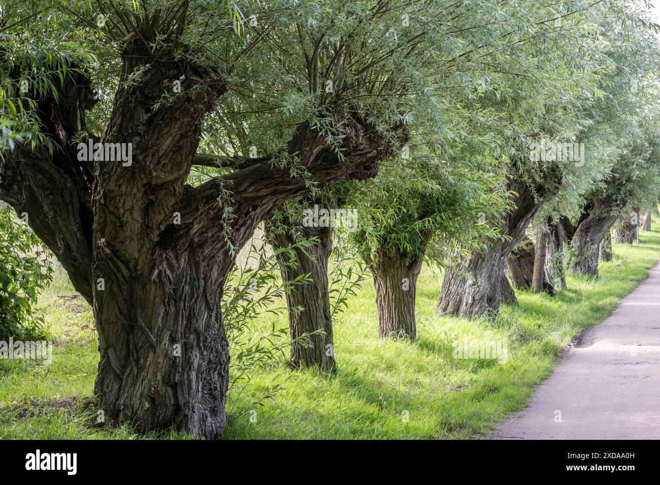 Alte bestäubte Weide, Weide (Salix viminalis), Insel Poel, Mecklenburg-Vorpommern, Deutschland Stockfoto