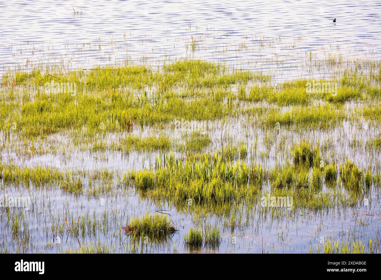 Über überflutete feuchte Wiese mit grünem Gras an einem See Stockfoto