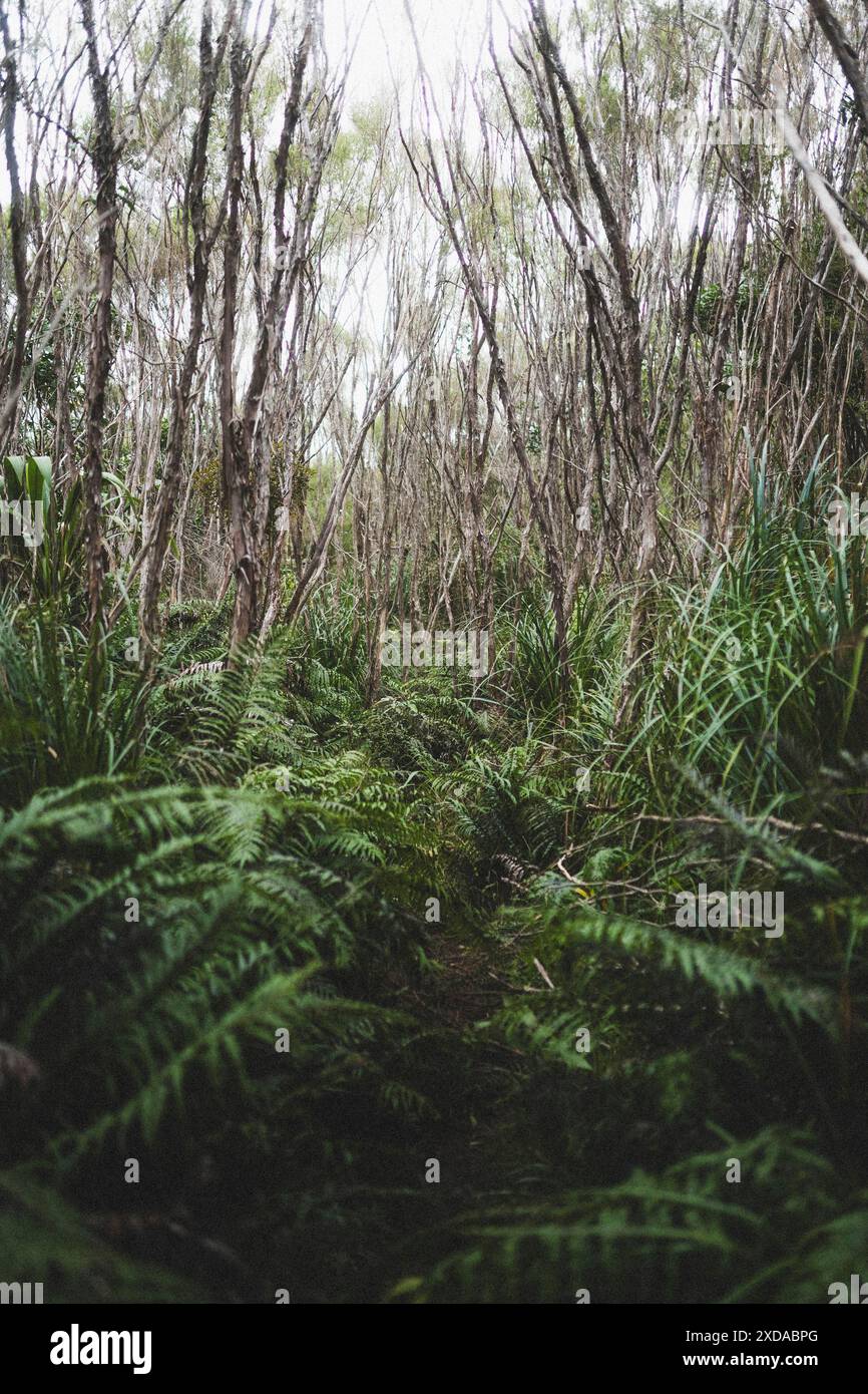 Dichter Wald mit grüner Vegetation und schmalen Pfaden, ruhige und wilde Atmosphäre, Coromandel Pinnacles, Neuseeland Stockfoto