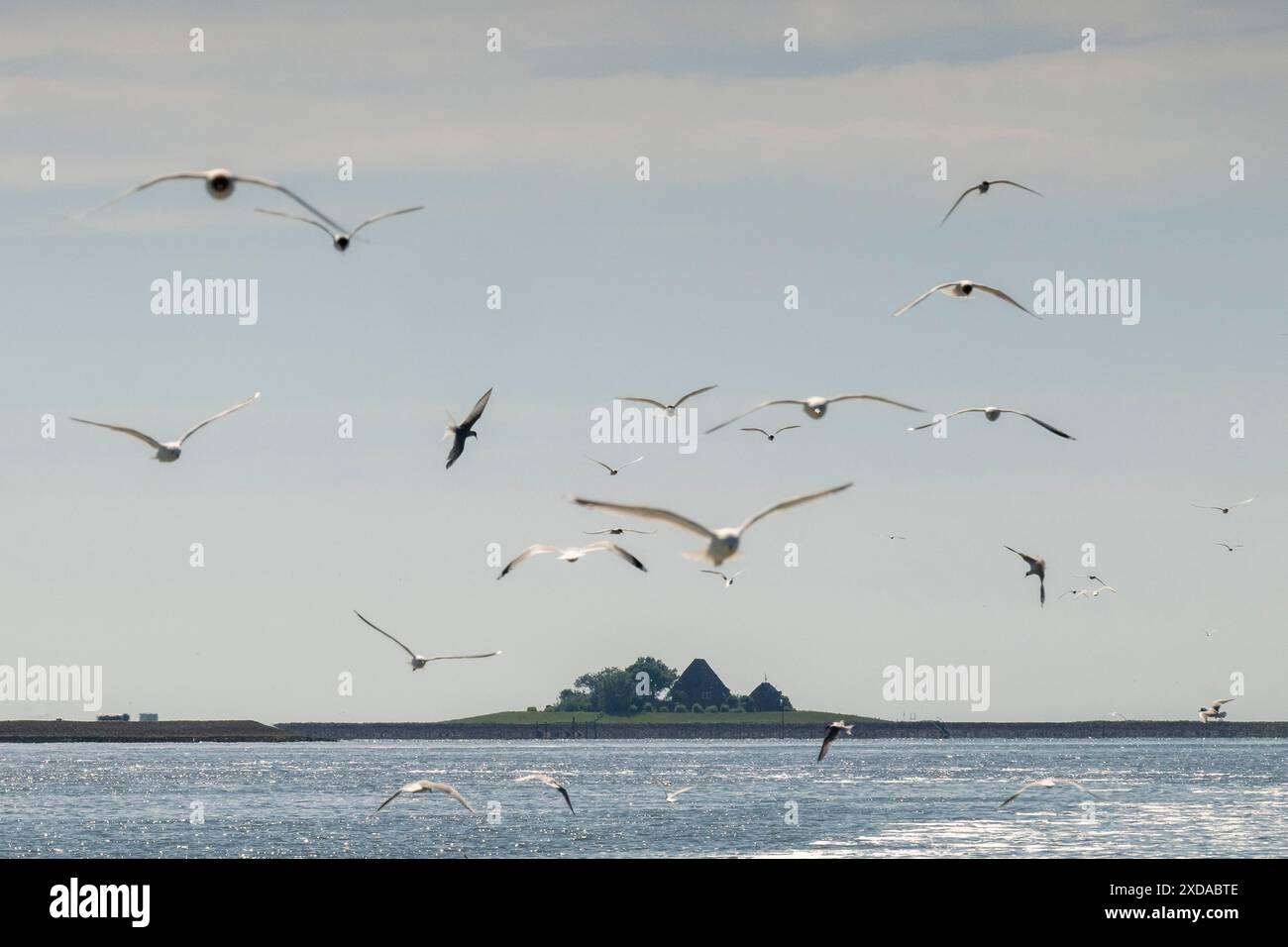Möwen im Flug, im Hintergrund Hallig Hooge, Nordfriesland, Schleswig-Holstein, Deutschland Stockfoto