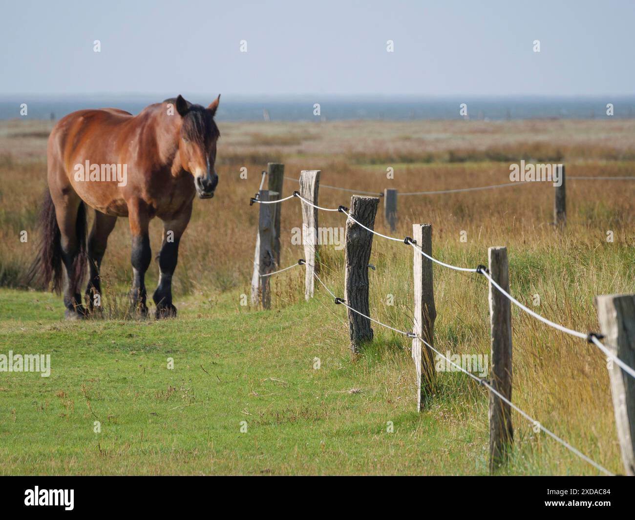Ein Pferd steht neben einem Zaun auf einer grünen Weide mit Meerblick und natürlicher Idylle, Juist, ostfriesland, deutschland Stockfoto
