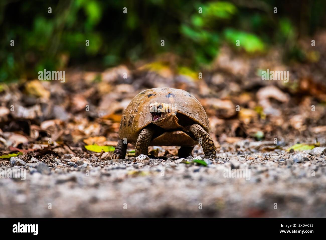Schildkrtenpanzer bambus -Fotos und -Bildmaterial in hoher Auflsung   Alamy