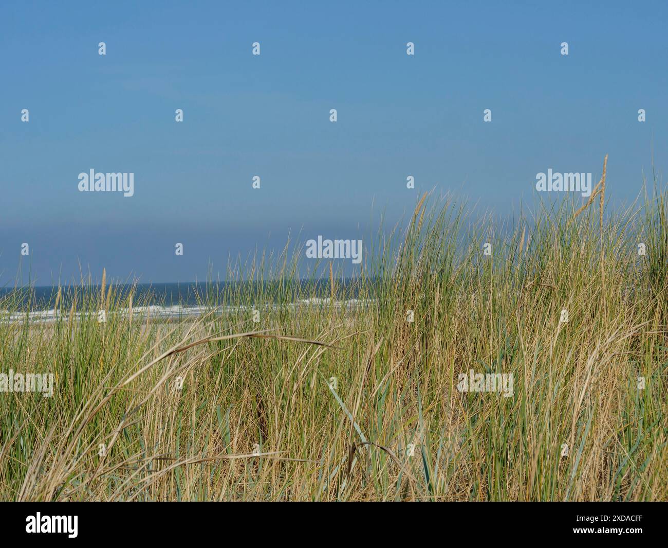 Grasbewachsene Dünen überblicken einen ruhigen Sandstrand und das ruhige Meer, Juist, Ostfriesland, Deutschland Stockfoto