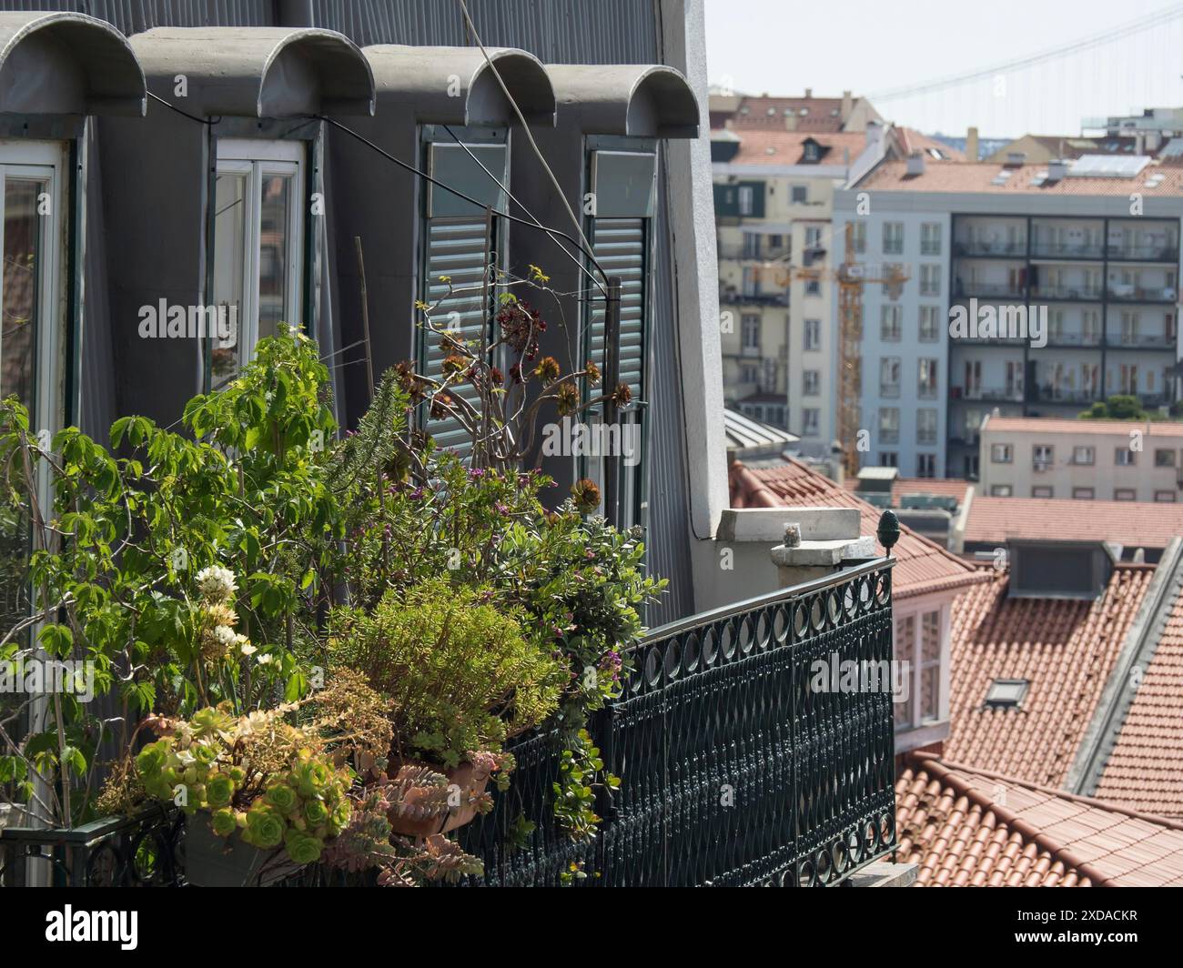 Balkon mit grünen Pflanzen und Fensterläden, Blick auf die Dächer und Gebäude der Stadt, lissabon, portugal Stockfoto