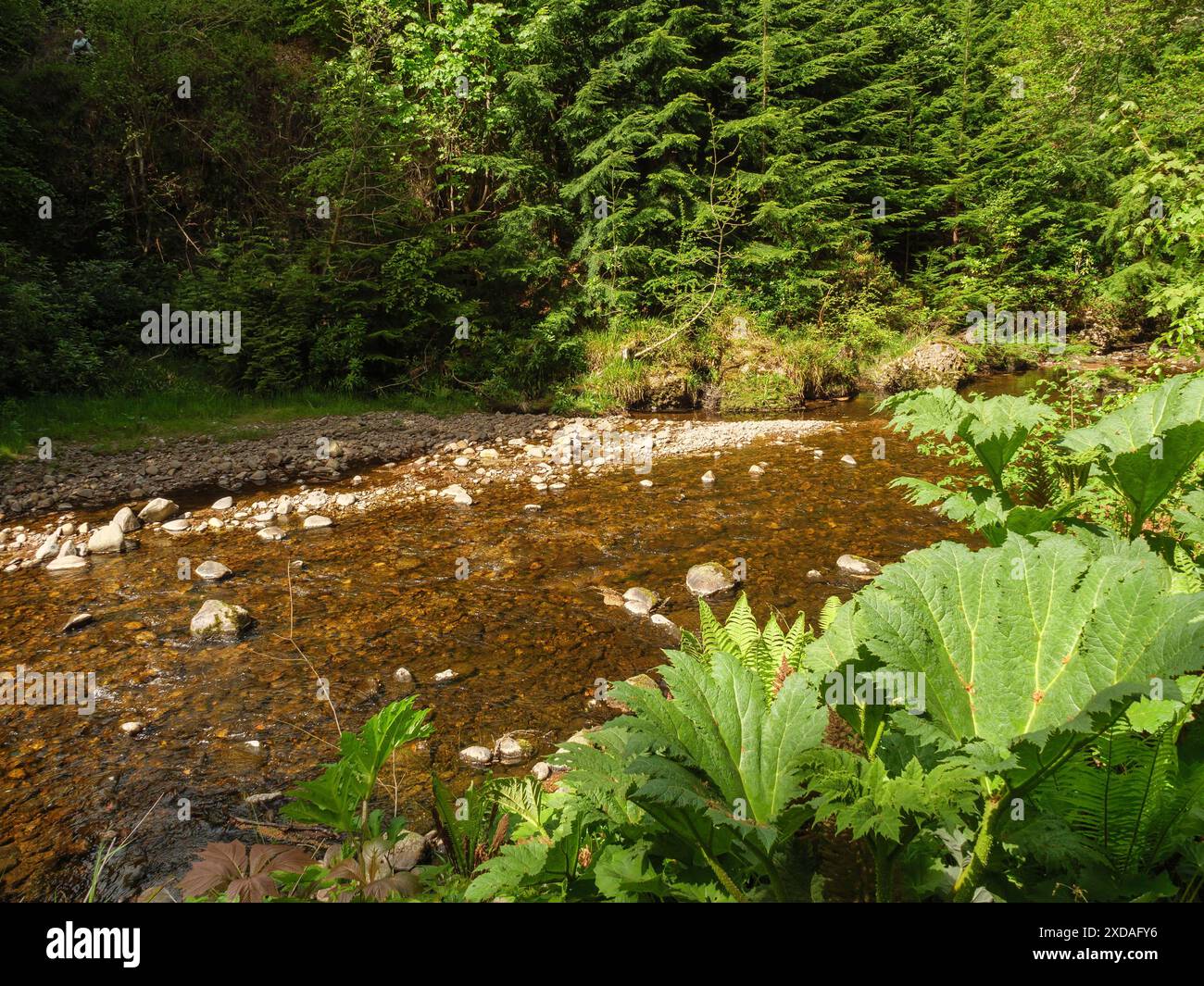 Ein ruhiger Fluss fließt durch einen dichten grünen Wald, umgeben von großen Steinen, inverness, schottland, Großbritannien Stockfoto