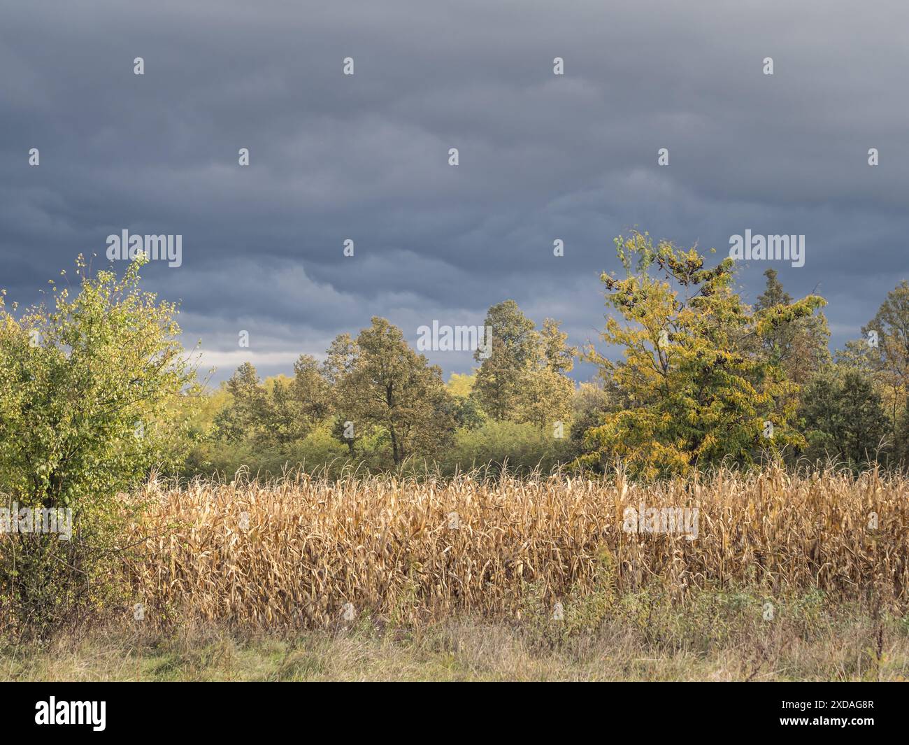 Ein bevorstehendes Gewitter mit dunklen Wolken über einem Maisfeld erntet im Herbst, Klimakatastrophe, extremer Regen Stockfoto