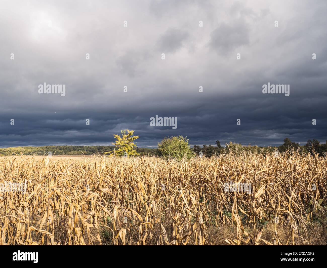 Ein bevorstehendes Gewitter mit dunklen Wolken über einem Maisfeld erntet im Herbst, Klimakatastrophe, extremer Regen Stockfoto