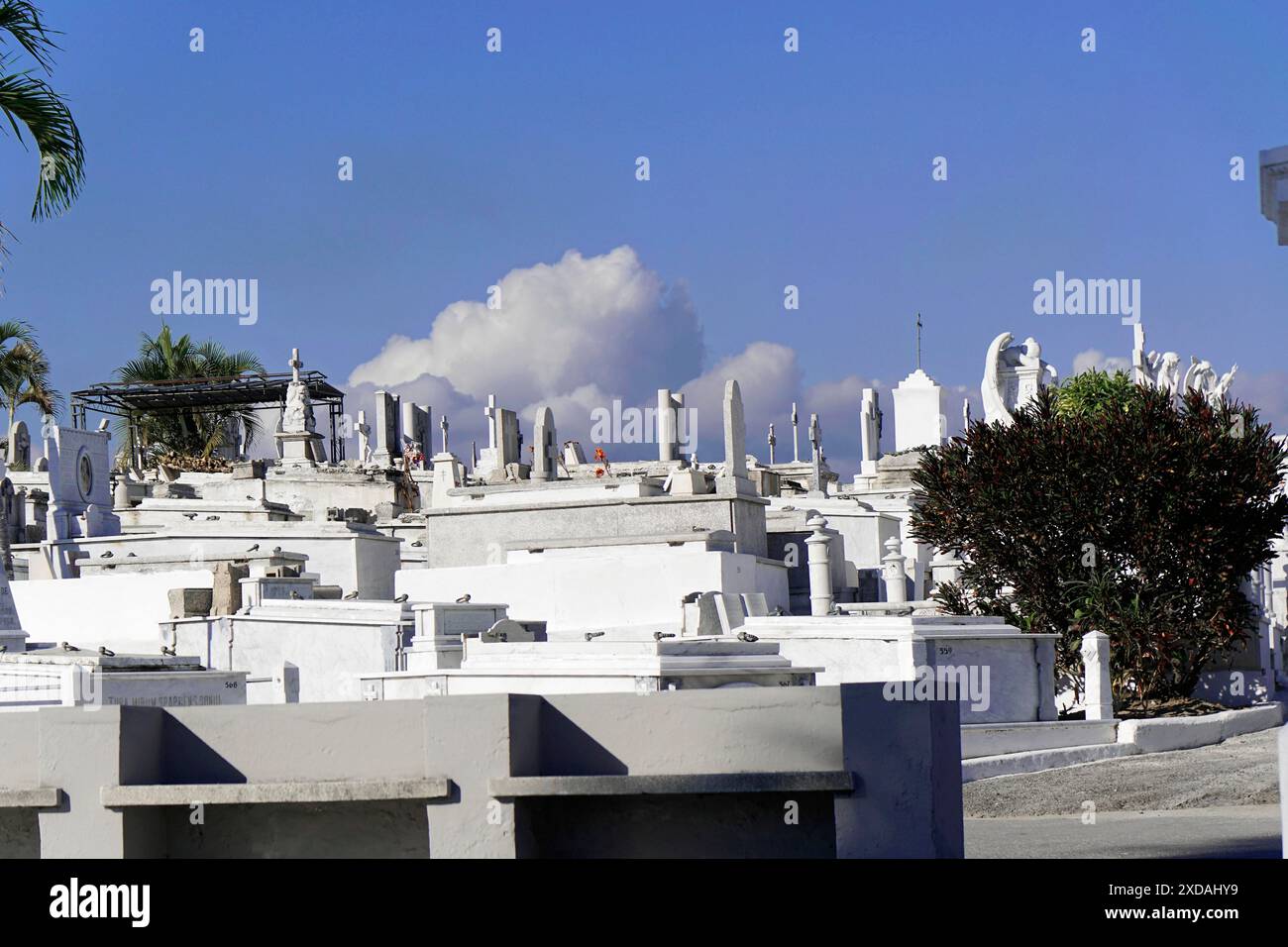 Friedhof Cementerio Santa Ifigenia, Santiago de Cuba, Altstadt, Kuba, Karibik, Mittelamerika, weiße Grabsteine und Denkmäler stehen ruhig darunter Stockfoto