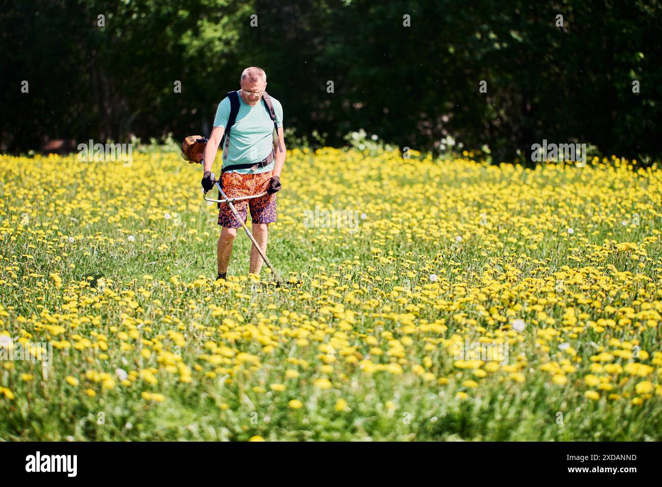 Feld mit Unkrautlöwenzahn-Blüten, die von einem Unkrautschneider in den Händen des Bauern geschnitten werden. Stockfoto