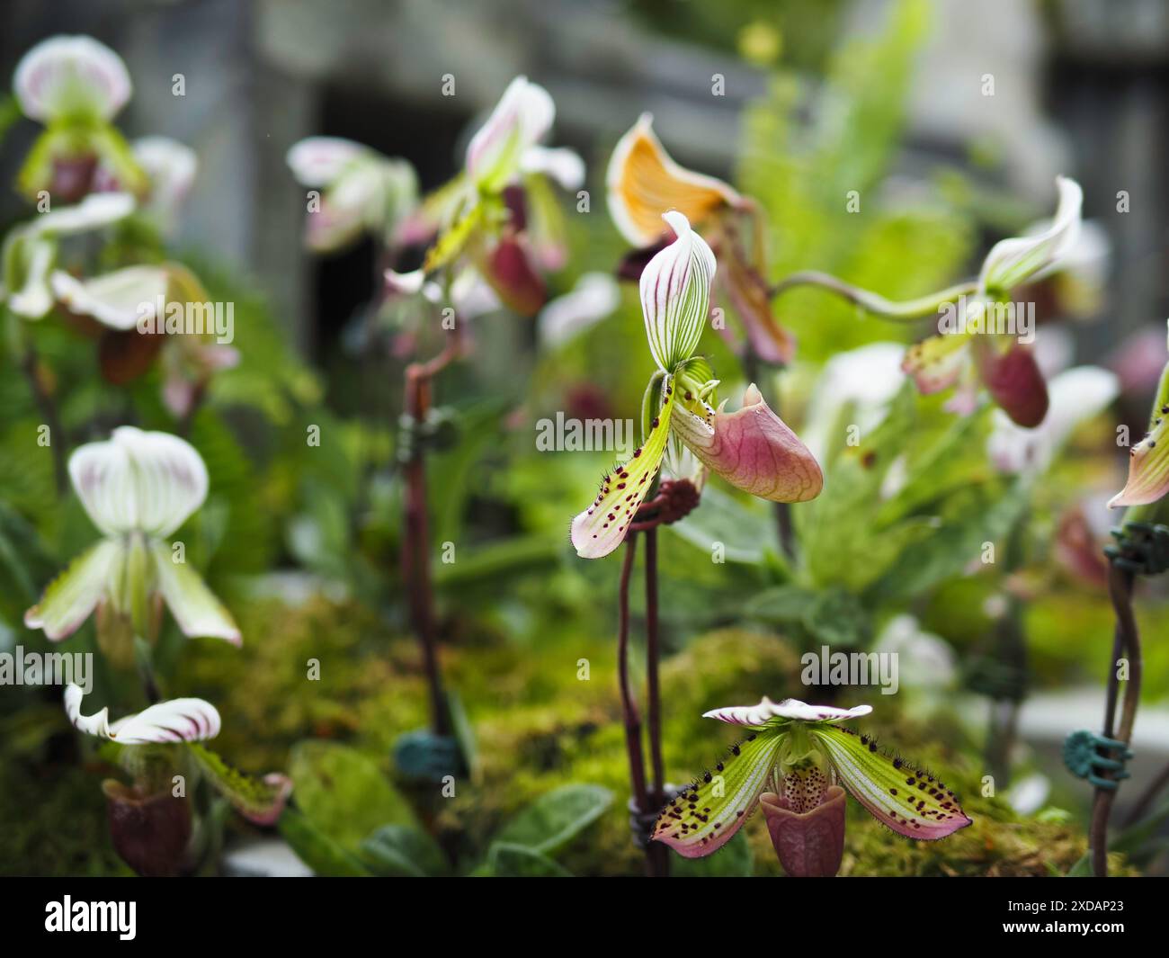 Venus Slipper Stockfoto