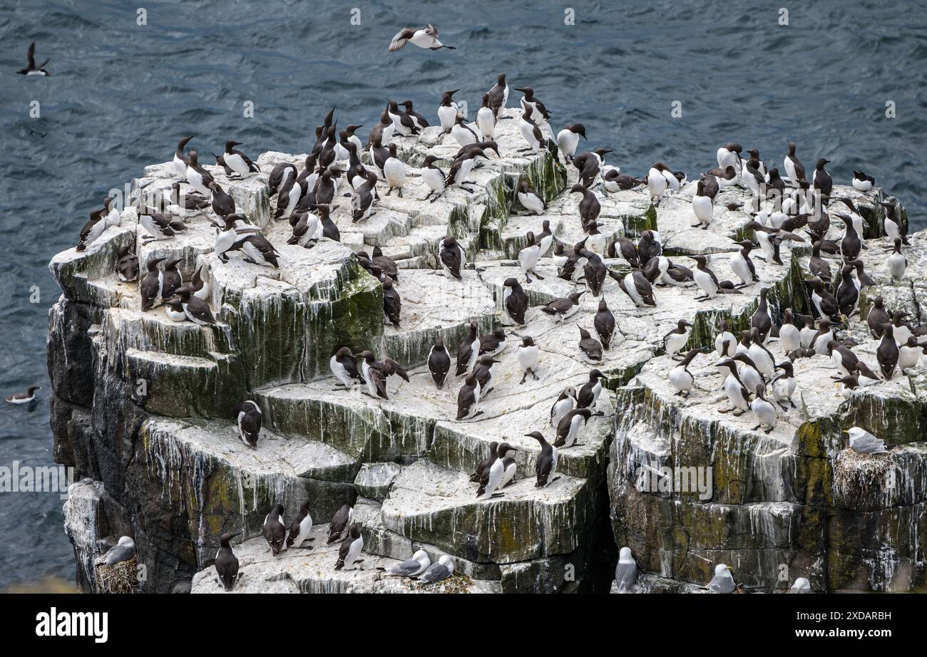 Eine Gruppe von Guillemots (Uria aalge) auf einem Basaltvorsprung, Isle of May, Schottland, Großbritannien Stockfoto