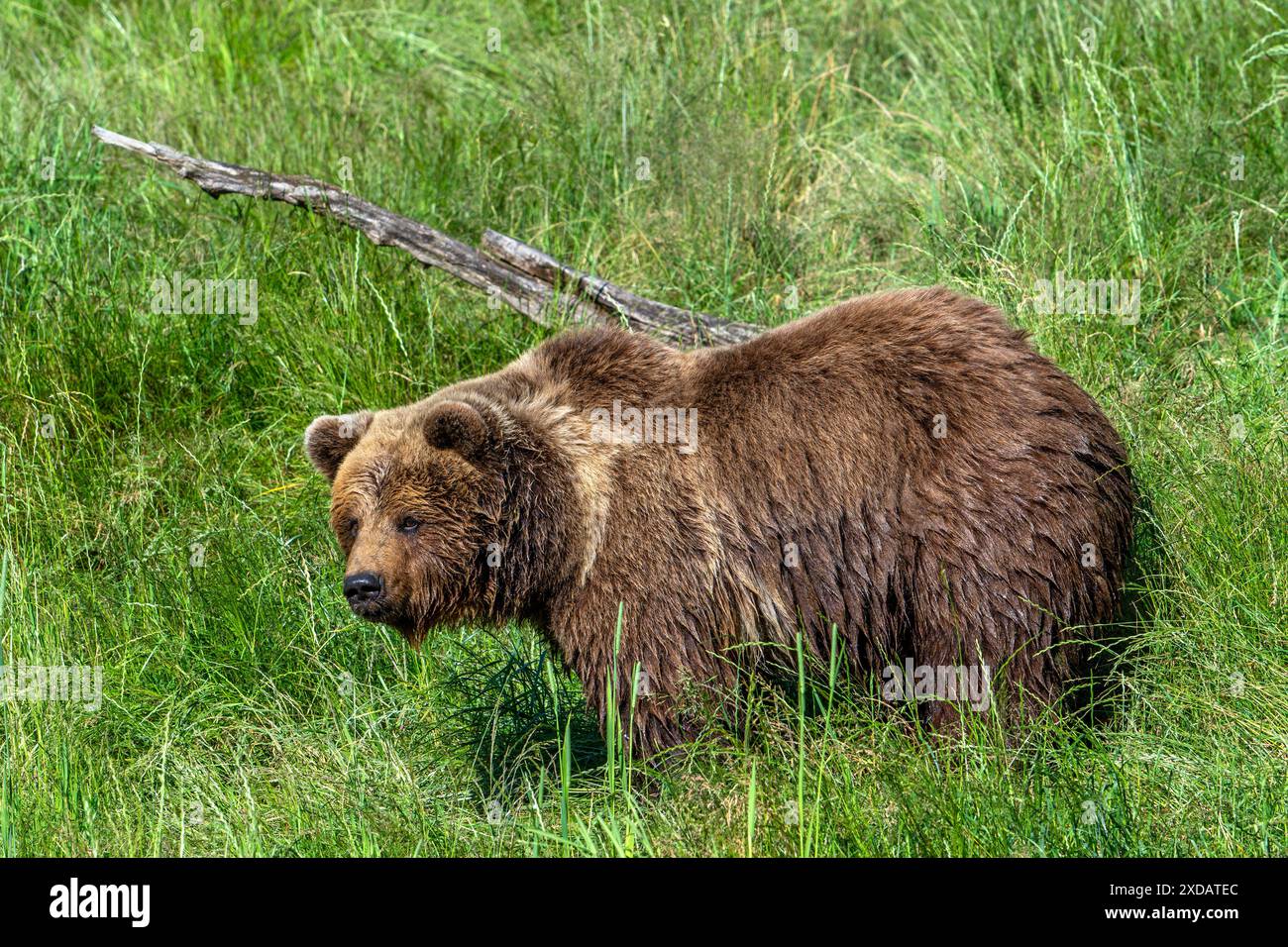 Europäischer Braunbär (Ursus arctos), der auf Wiese/Grasland auf der Suche ist Stockfoto