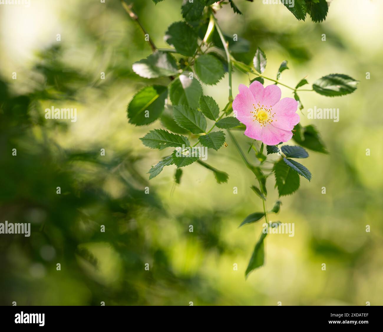 Rosa wilde Rosenblumen Hintergrund. Rosa rubiginosa (süße Briar, süße Briar, süße brier oder eglantine). Stockfoto