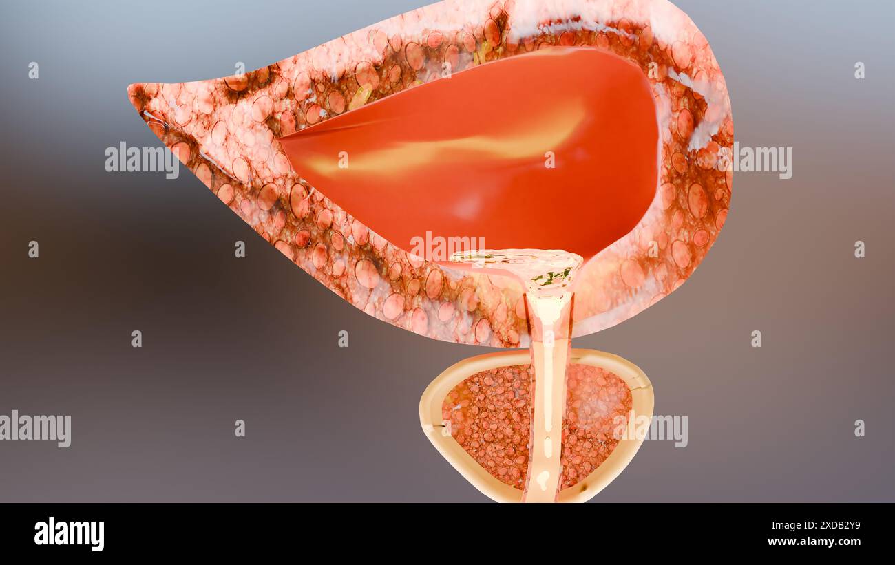 Urin- oder Ausscheidungssystem, detaillierte männliche Blase und Prostata Anatomie, Urologie medizinisch, Genitalreproduktion, Nephrologie, Querschnitt von Pro Stockfoto