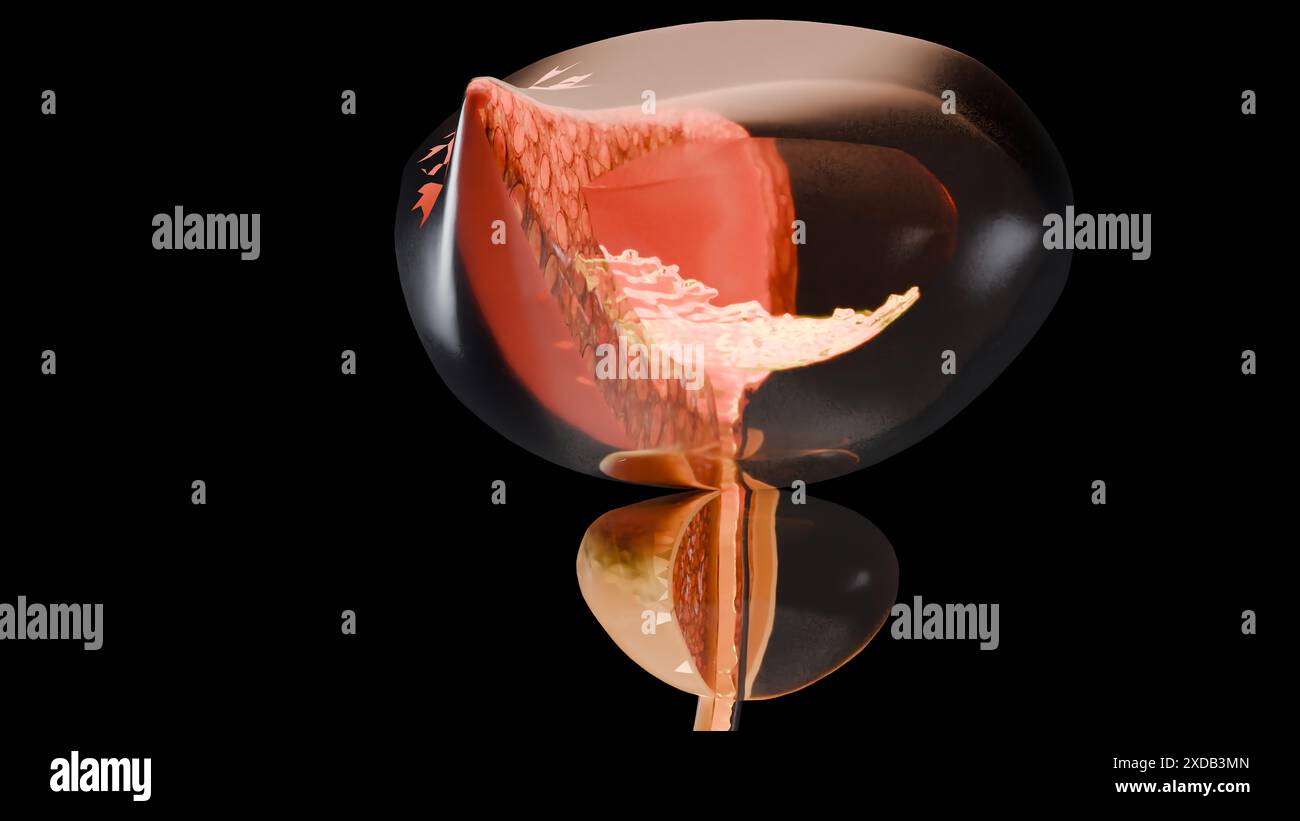 Urin- oder Ausscheidungssystem, detaillierte männliche Blase und Prostata Anatomie, Urologie medizinisch, Genitalreproduktion, Nephrologie, Querschnitt von Pro Stockfoto