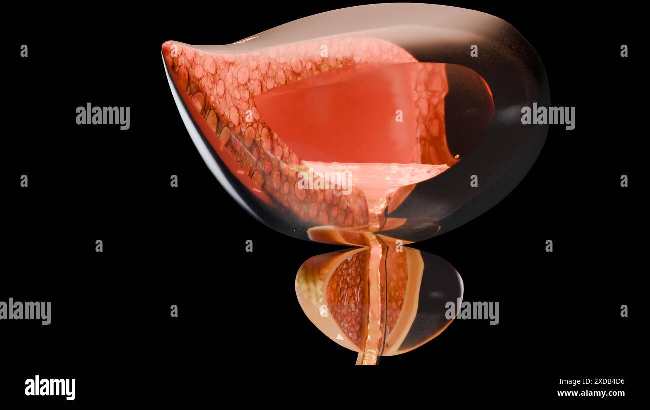 Urin- oder Ausscheidungssystem, detaillierte männliche Blase und Prostata Anatomie, Urologie medizinisch, Genitalreproduktion, Nephrologie, Querschnitt von Pro Stockfoto