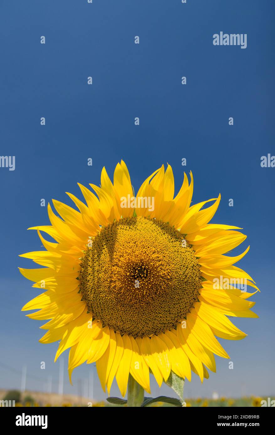 Bild einer Sonnenblume mit einem klaren blauen Himmel im Hintergrund, mit Kopierraum im oberen Bereich Stockfoto