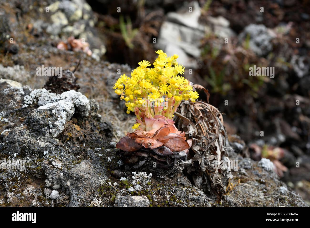 BEA dorada (Greenovia aurea oder Aeonium aureum) ist eine ausdauernde Pflanze, die auf den Kanarischen Inseln mit Ausnahme von Lanzarote und Fuerteventura endemisch ist. Dieses Foto wurde aufgenommen Stockfoto