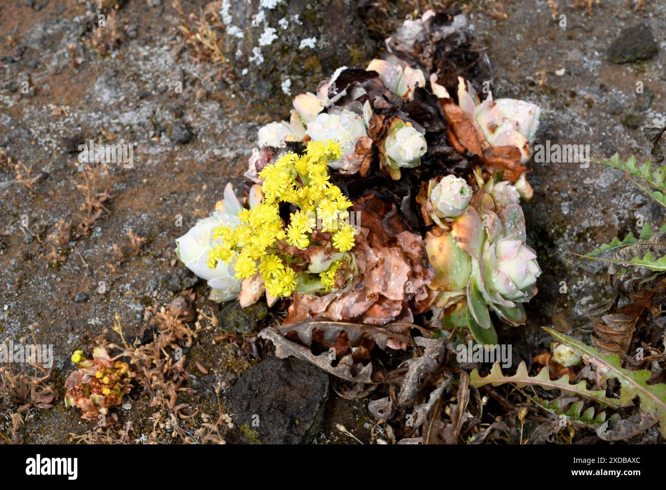 BEA dorada (Greenovia aurea oder Aeonium aureum) ist eine ausdauernde Pflanze, die auf den Kanarischen Inseln mit Ausnahme von Lanzarote und Fuerteventura endemisch ist. Dieses Foto wurde aufgenommen Stockfoto