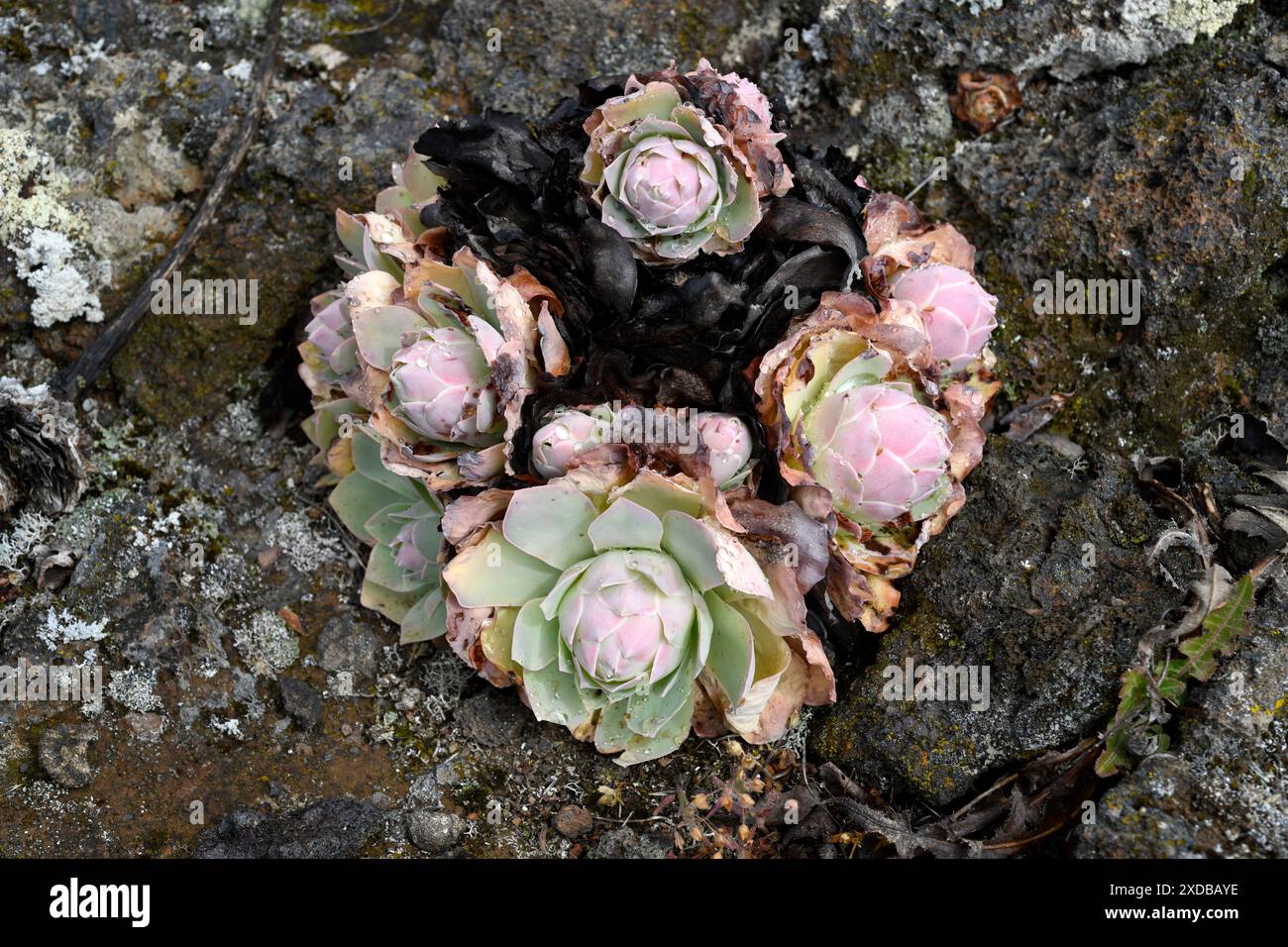 BEA dorada (Greenovia aurea oder Aeonium aureum) ist eine ausdauernde Pflanze, die auf den Kanarischen Inseln mit Ausnahme von Lanzarote und Fuerteventura endemisch ist. Dieses Foto wurde aufgenommen Stockfoto