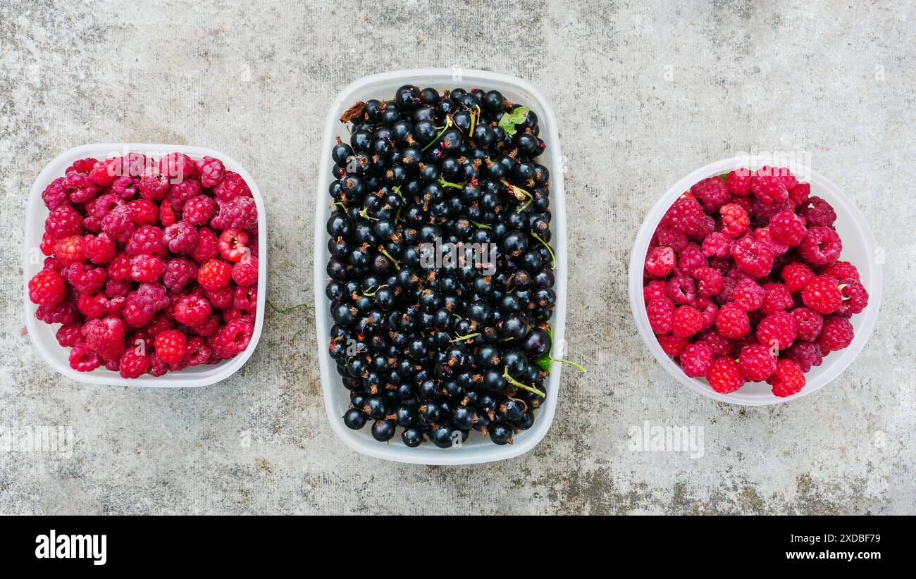 Frische Himbeeren in Plastikbox. Drei Plastikbehälter mit frischen Gartenbeeren auf Betonhintergrund. Blick von oben. Stockfoto