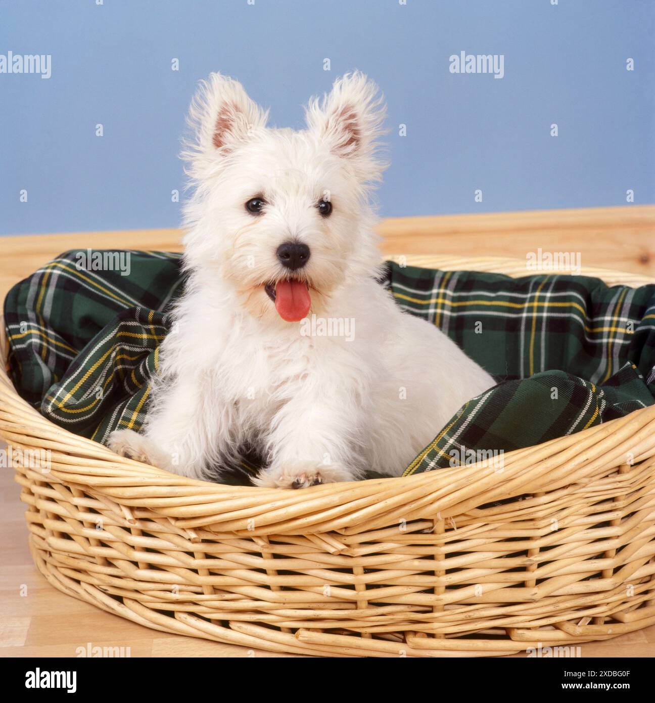 West Highland White Terrier Dog – Welpe im Korb Stockfoto