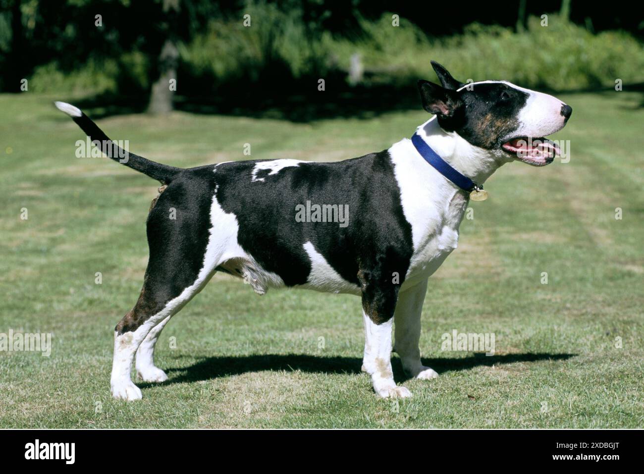 HUND - BULLENTERRIER - stehend, Seitenansicht Stockfoto