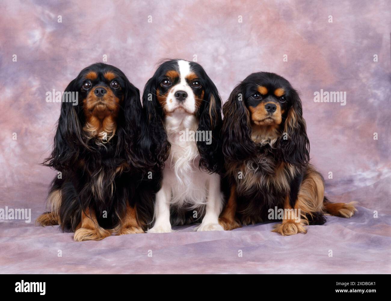 Cavalier King Charles Spaniel Hund Stockfoto