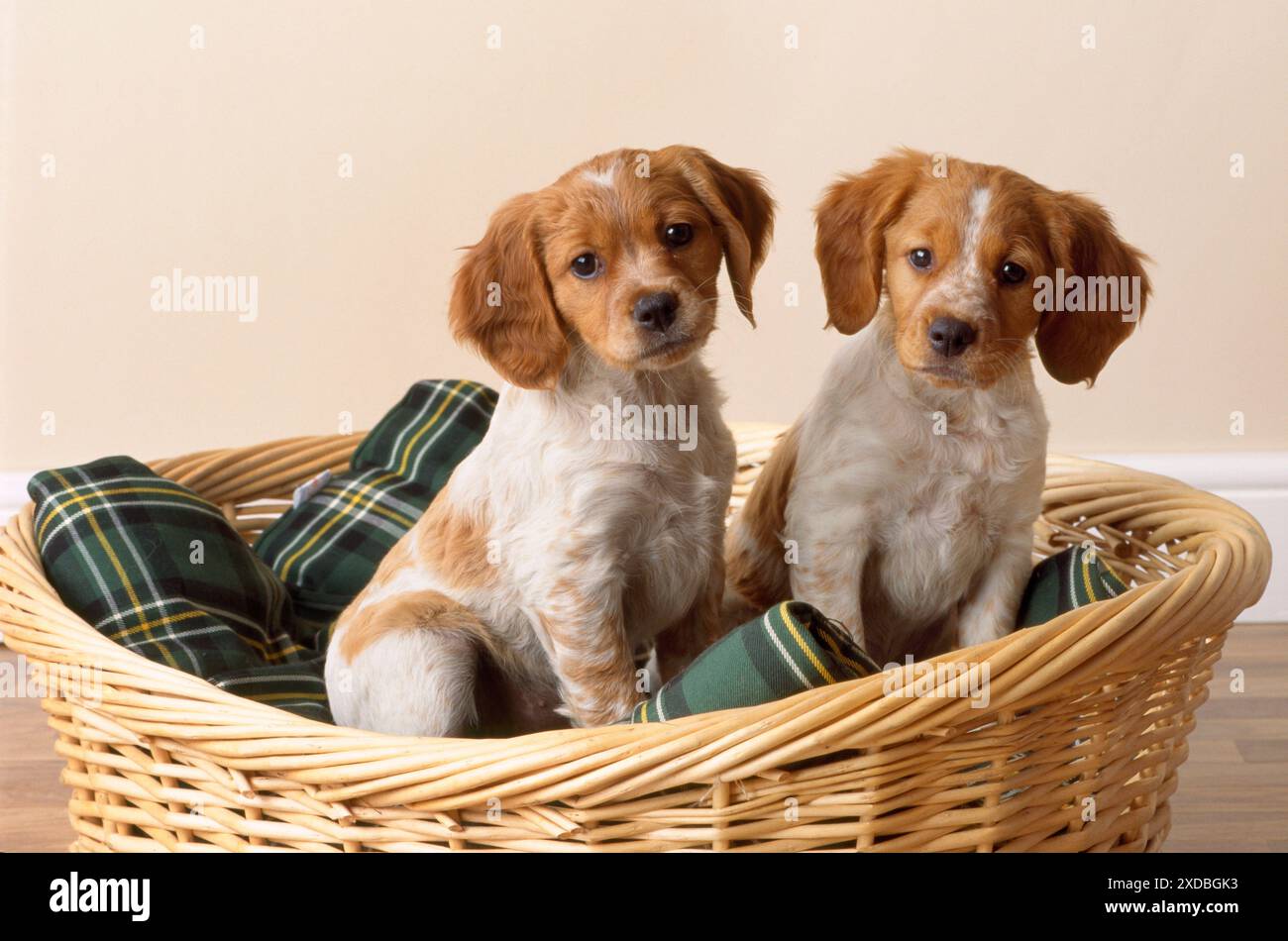 Brittany Dog - Welpen im Korb Stockfoto