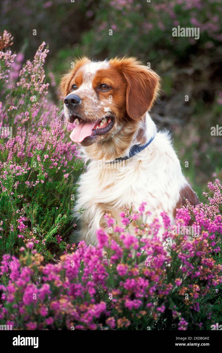 BRETAGNE / Epagneul BRETONISCHER HUND - in Heidekraut Stockfoto
