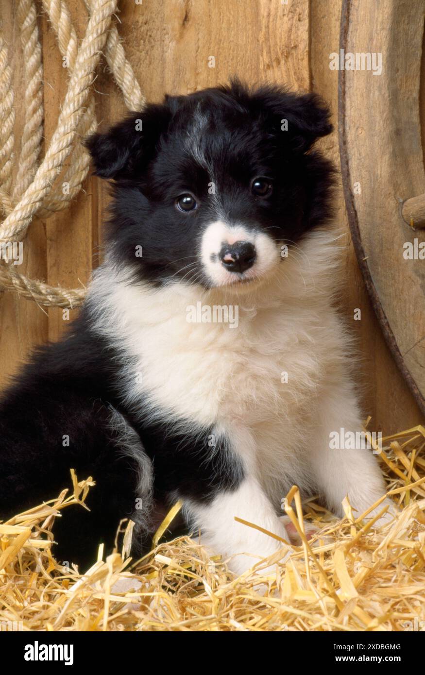 Border Collie Dog – Hündchen Stockfoto