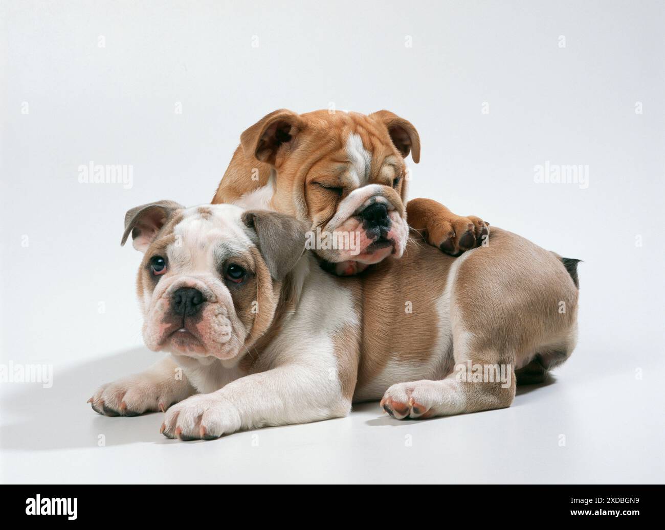 HUND - zwei Bulldogwelpen liegen Stockfoto