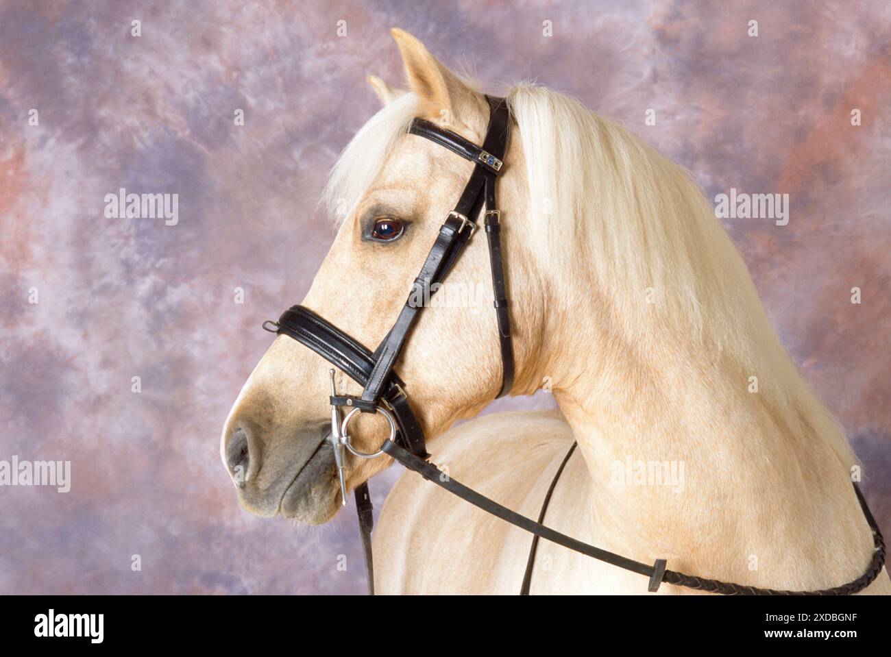 Palomino-PONY Stockfoto