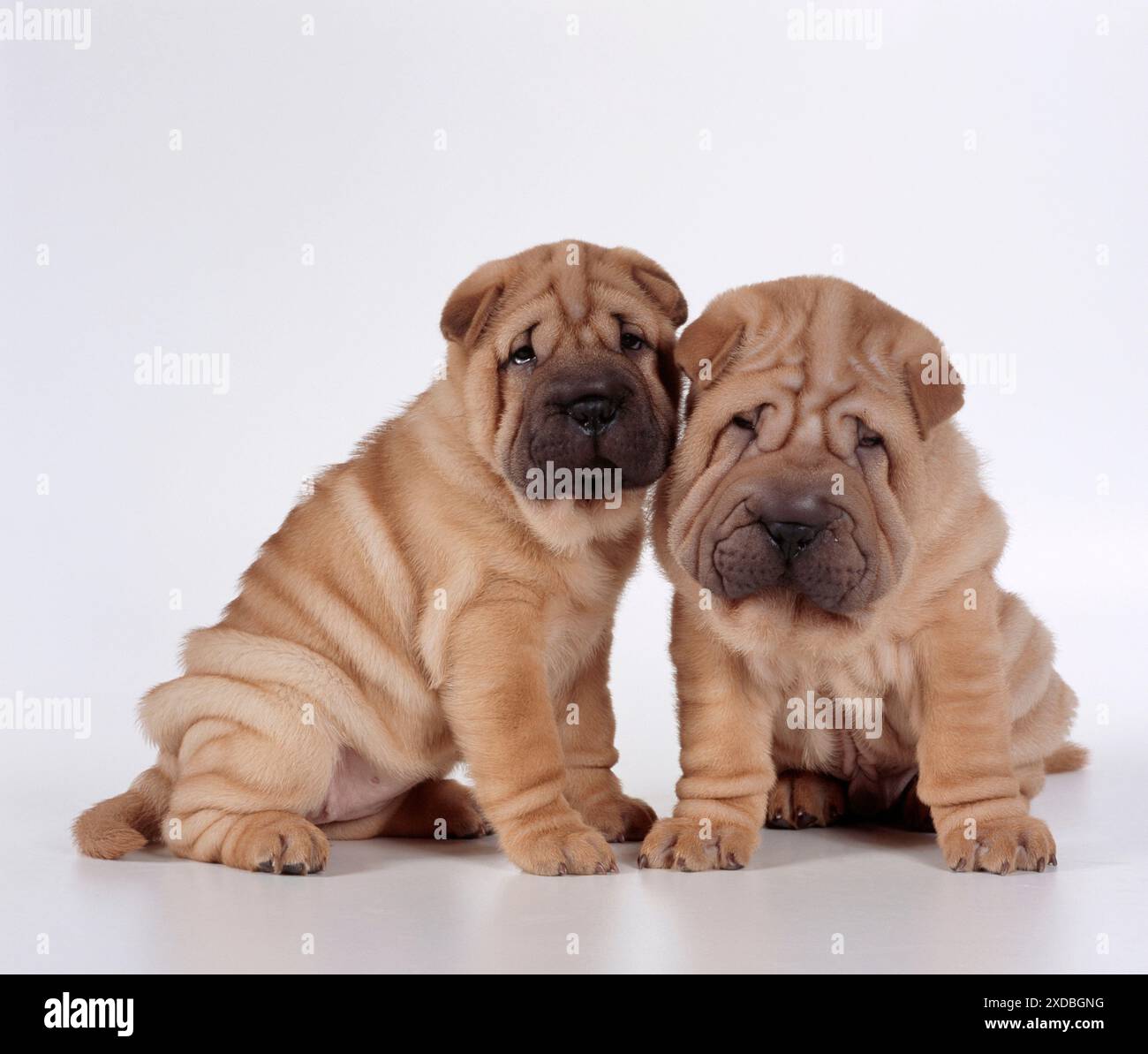 HUND - zwei Shar Pei Welpen sitzen Stockfoto