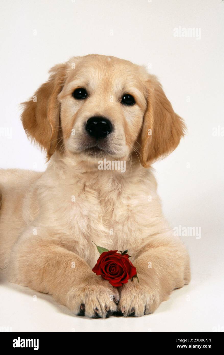 HUND - Golden Retriever Welpe mit Rose Stockfoto