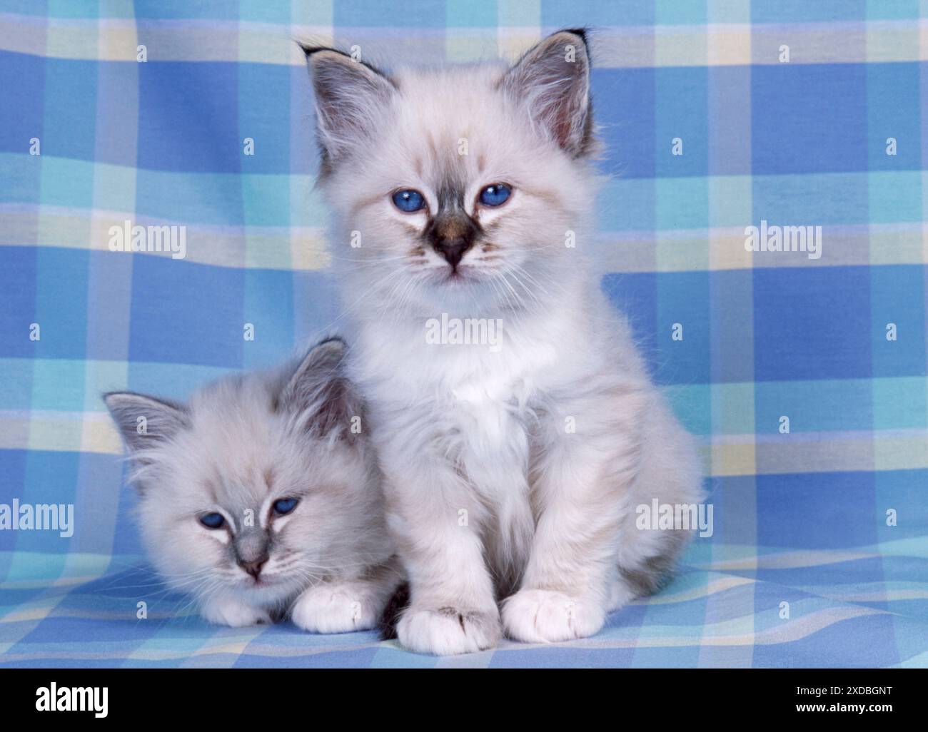 KATZEN - Blaue Tabby und Seal Tabby Birman Kätzchen Stockfoto